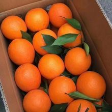 新鮮夏橙應季水果甜橙子手剝橙子1斤-10斤整箱商用批發