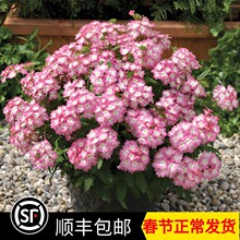 �M����Ů�ѷN�� �����ļ��׷N�҃Ȼ��ܷN���̨�����ﲥͥԺ����