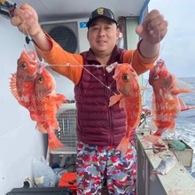 一件批發【海釣魚】新鮮三文魚鯛魚石斑魚鮮活海鮮魷魚干金槍魚Ⅷ