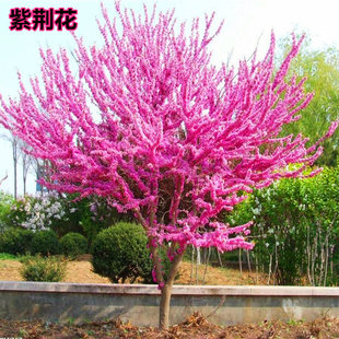 ���G���������G����M�l�tͥԺ�_��ֲ�ﻨ�ܾG��������ľ���G����