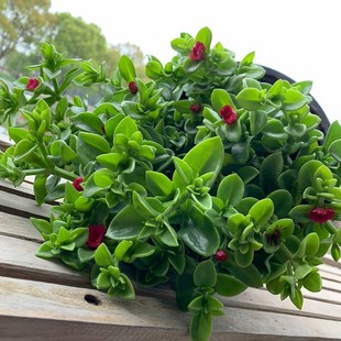 ĵ�����m�󻨰����Դ���ֲ�ﻨ�~���҃ȃ����՚�Gֲ�̨���B����