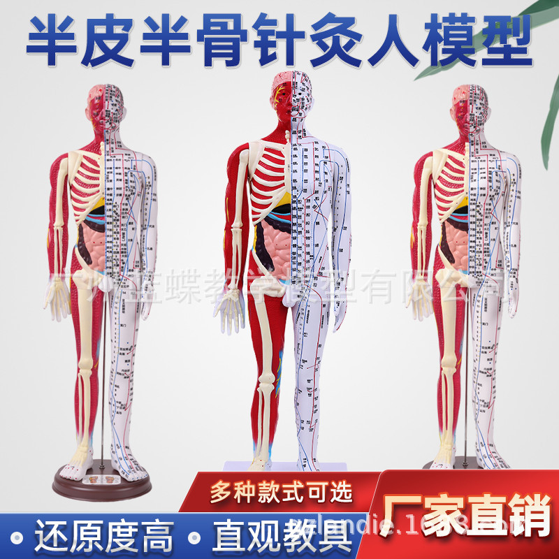 ���ֳ�����������Ѩλģ����İ�Ħ��ѧģ��60CM��Ƥ�뼡����ģ��