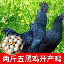 五黑鸡活体脱温鸡苗 绿壳蛋五黑鸡活体鸡苗 半斤纯种五黑鸡价格