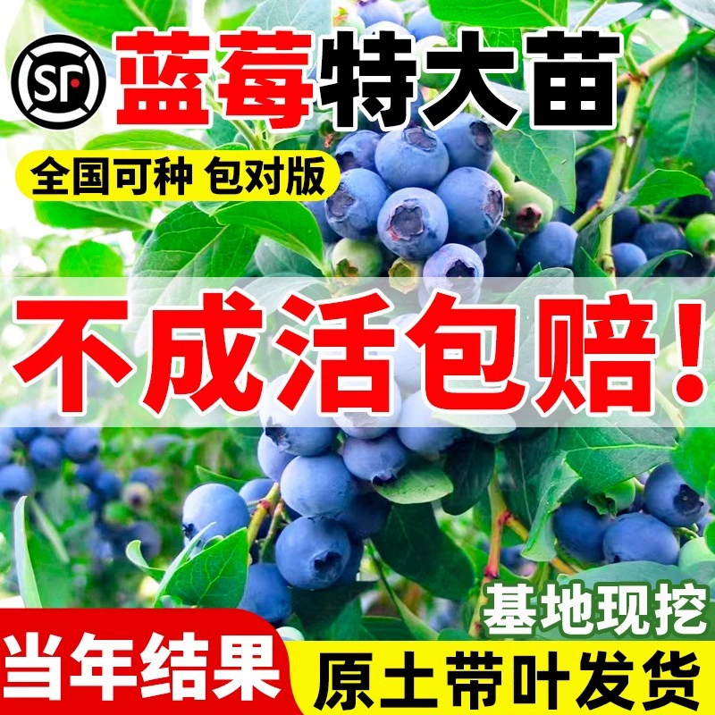 Саженцы черники, изумрудный камень, двусезонное плодоношение, саженцы фруктовых деревьев, которые можно посадить на севере и юге, полная коллекция саженцев фруктовых деревьев с почвой и листьями.