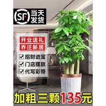 步步高发财树大棵盆栽室内绿植办公室开业送礼三杆树大型盆景