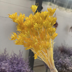 八角花乾花永生八角花喇叭花雲南廠家批發永生花成品