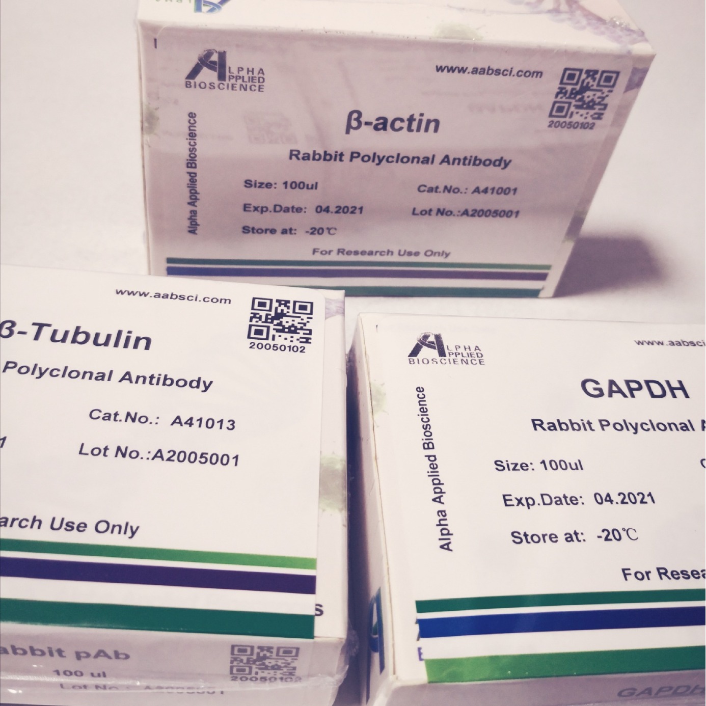 MAP LC3β rabbit pAb