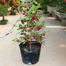 桑葚树苗嫁接四季桑葚子苗台湾长桑果苗养蚕果苗盆栽地栽当年结果