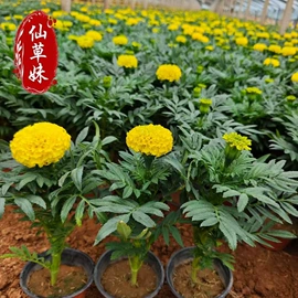 宿根花卉;一二年生花卉;灌木