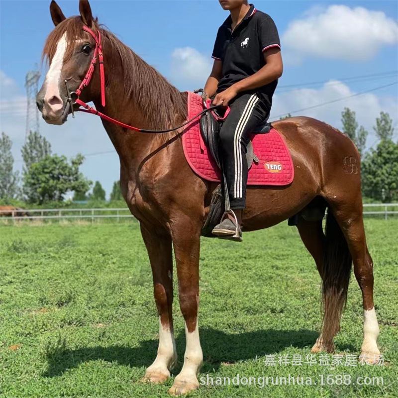 骑乘马养殖 好品种马有便宜的没 改良马匹养殖