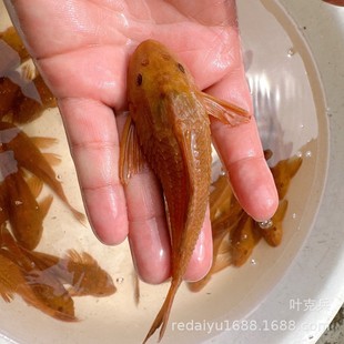 �Ϻ��Ꭷ�^�p�~���l�S���Sɫ������坍���~�������S������D