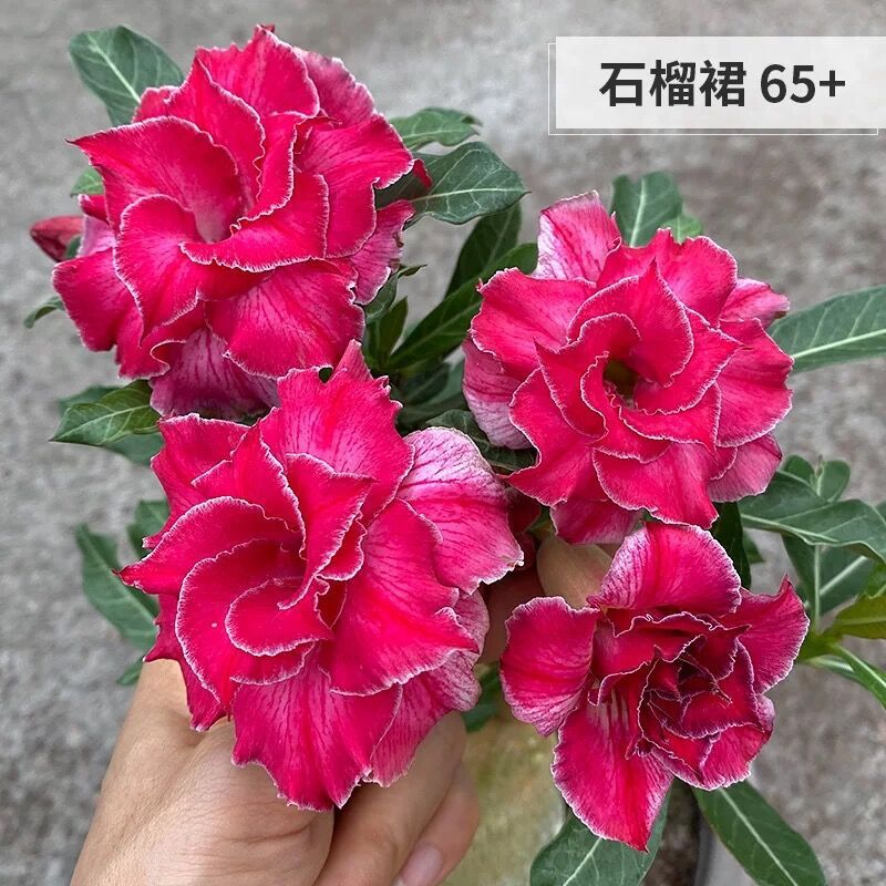 # 9석류치마사막(3년근 모종) 그해에 피는