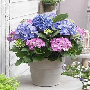 The Flowering Eight-Leaf Hydrangea Seedlings of the Year Are Endless Summer Flower Potted Plants That Bloom All Year Round and Are Easy to Grow Indoors