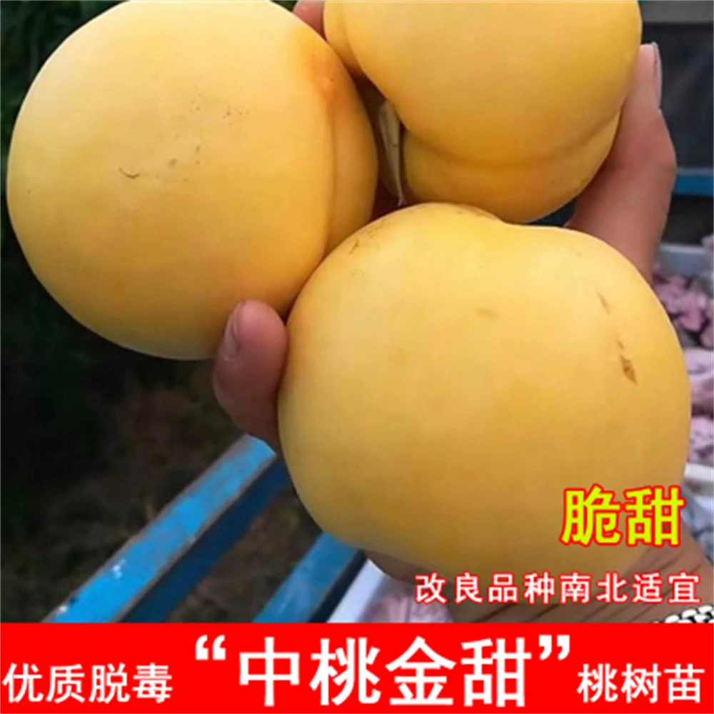 Прививка золотого персика позднего золота Большая поздняя зрелость Хрустящие Сладкие желтые персиковые рассады Северного и Южного Китая