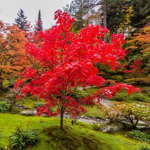 Japanese Red Maple Saplings, Red Dance Maiden Native Seedlings, Courtyard Greening Outdoor Potted Four-Season Red Maple Saplings