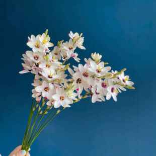 [Sf Cold Chain] Corn Lily Flowers for Home Hydroponic Cut Flowers, Direct Shipment from Yunnan Kunming, Niche Flower Materials