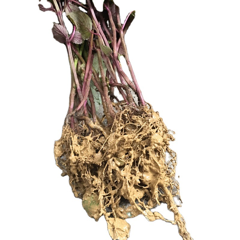 盆栽紫苏苗苏子苗紫苏阳台新鲜叶子鱼虾不含盆蟹紫色20株调料20株