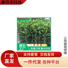 һl_hɘ~~ȸСGֲԃ՚辰