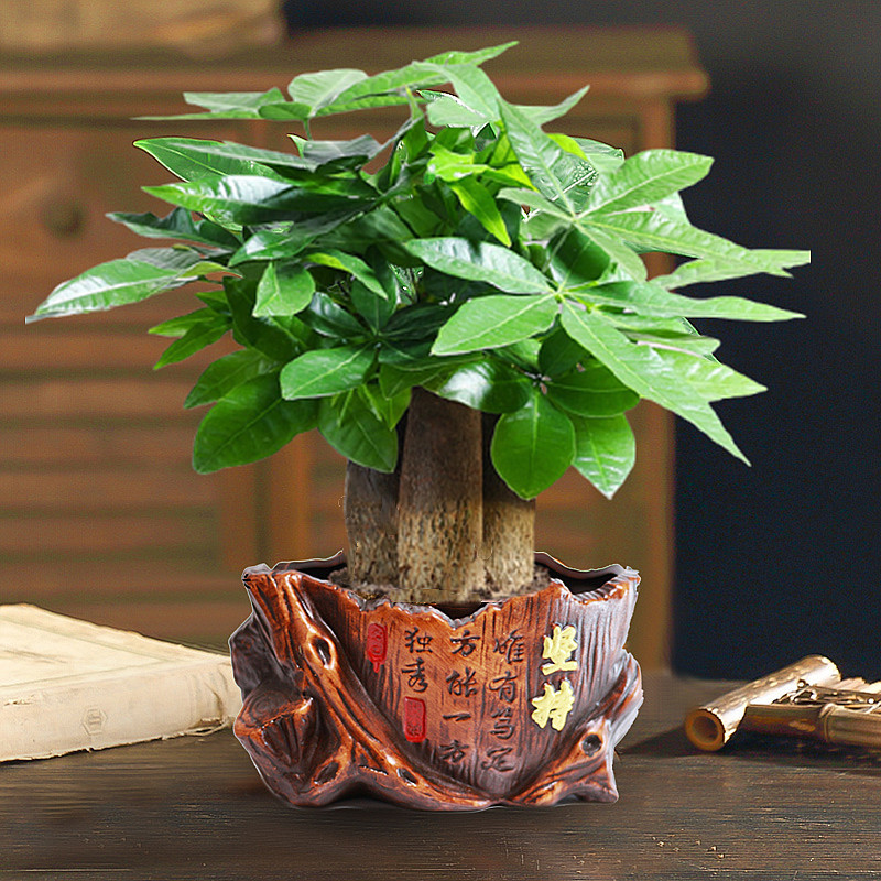 árboles ricos pequeñas plantas de maceta flores verdes plantas de oficina absorción de formaldehído árboles hidropónicos de bambú de lapis verde buena alimentación maceta
