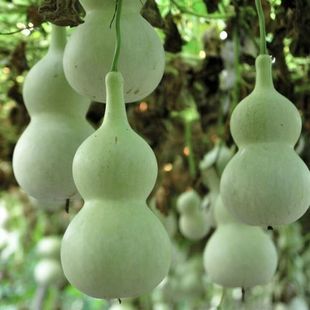 Gourd Seeds Extra-large Wine Fairy Gourd Seeds Courtyard Balcony Potted Climbing Vine Ornamental Gourd Vegetable Seeds