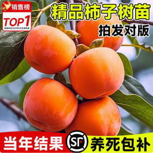 Persimmon Saplings, Grafted Fruit Saplings, Planted in the North and South, Fire Crystal Persimmon Crisp Sweet Persimmon Saplings That Bear Fruit in the Same Year