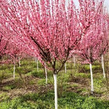 红梅树庭院盆栽梅花树苗嫁接红梅树 西安美人梅树苗 西安杏梅基地