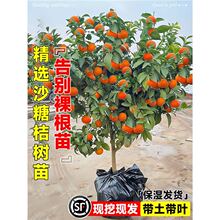 ɳ�ǽۘ����������Ә����o��ɰ����ͥԺ�̨���Ե����ϱ����Nֲ