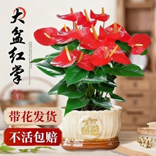 �t�����Ԏ����ؼ��͏d���\���^��լ���B����ֲ���ļ����B���;Gֲ