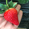 [Air Express]source supply Dandong Long 99 strawberry fresh fruit One piece On behalf of