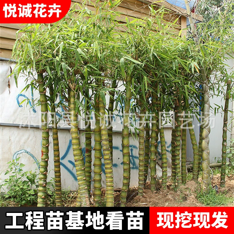 Оптовые поставки бамбуковых саженцев для сада, бамбуковые растения для бонсай, вечнозеленые монстеры, бамбук "драконья чешуя", бамбук "черепаха", горшечные растения.