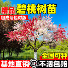 ���Ҙ�������ͥԺ�@�ֹ��̾G�������^�p�辰���~�t���L����������