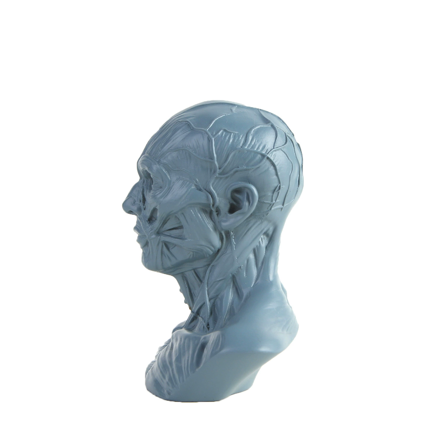 Art Painting Sketch Material Teaching Medicine Moom Human Model Reference Resin Crafts Human Model