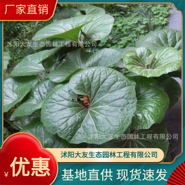 Базовые Оптовые саженцы травы Wufeng собственного производства и самостоятельной продажи с полными разновидностями зеленых саженцев живописного ландшафта.