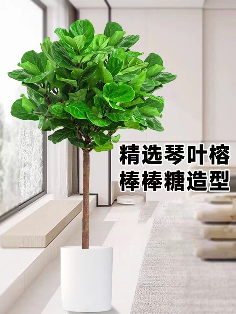 Qinye Banyan planta verde sala de estar gran planta en maceta árbol de goma planta de hoja grande oficina absorbe formaldehído, fácil de cultivar flores