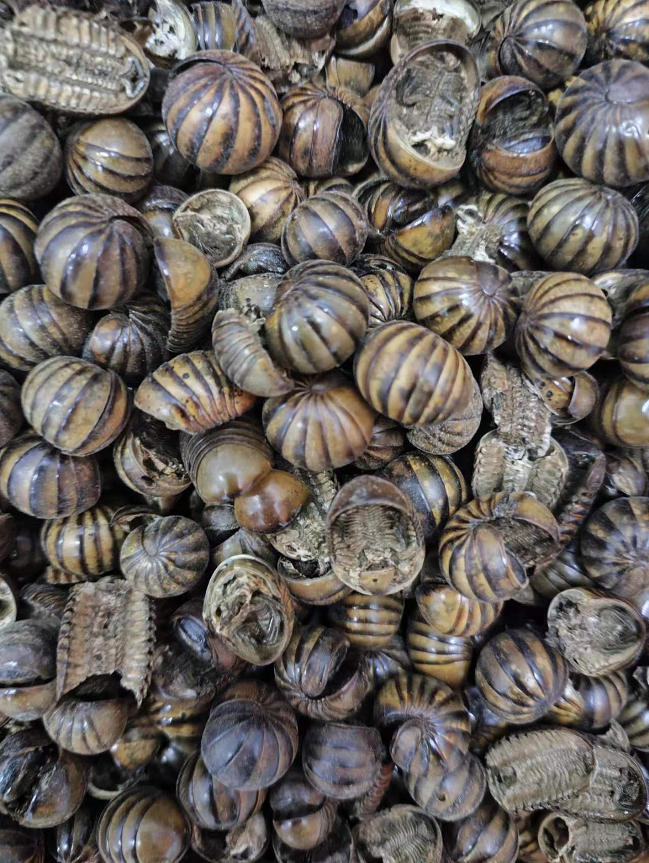 Gun Shan Chong (Rolling Mountain Insect) — Dried TCM Insect Herb, Powder Service Available key features