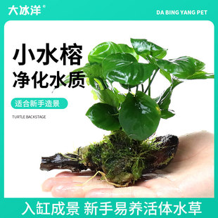 �~��ˮ��ֲ�������Ի�ɽʯ�����B�~�쾰�~�׌��ó�ľˮ��ˮ��