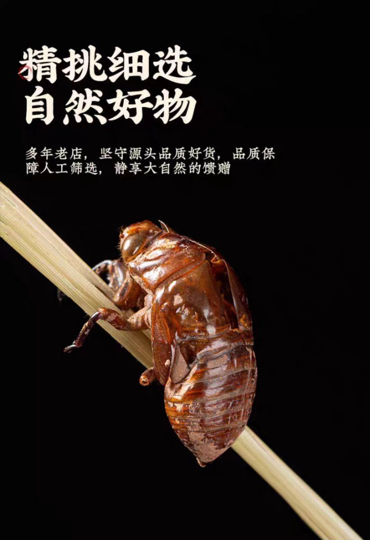 Chan Tui (Cryptotympana pustulata) — Wild-Harvested Dried Cicada Slough, 500g key features