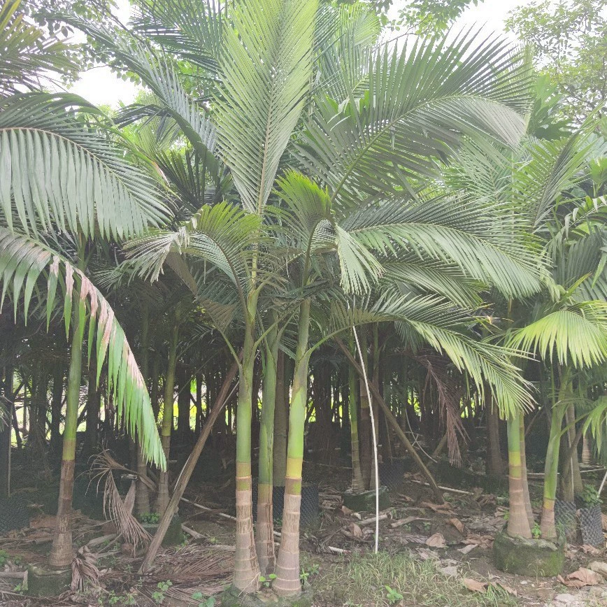 204 базы оптовая поставка кустовых поддельных орехов бетеля 2-5 метров