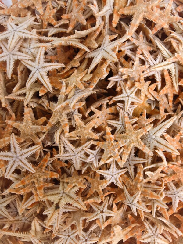 Natural Mini Starfish Home Micro-Landscape Decoration Accessories Wholesale, 1000 Pieces Per Pack! No Returns Natural Mini Starfish Home Micro-Landscape Decoration Accessories Wholesale, 1000 Pieces Per Pack! No Returns