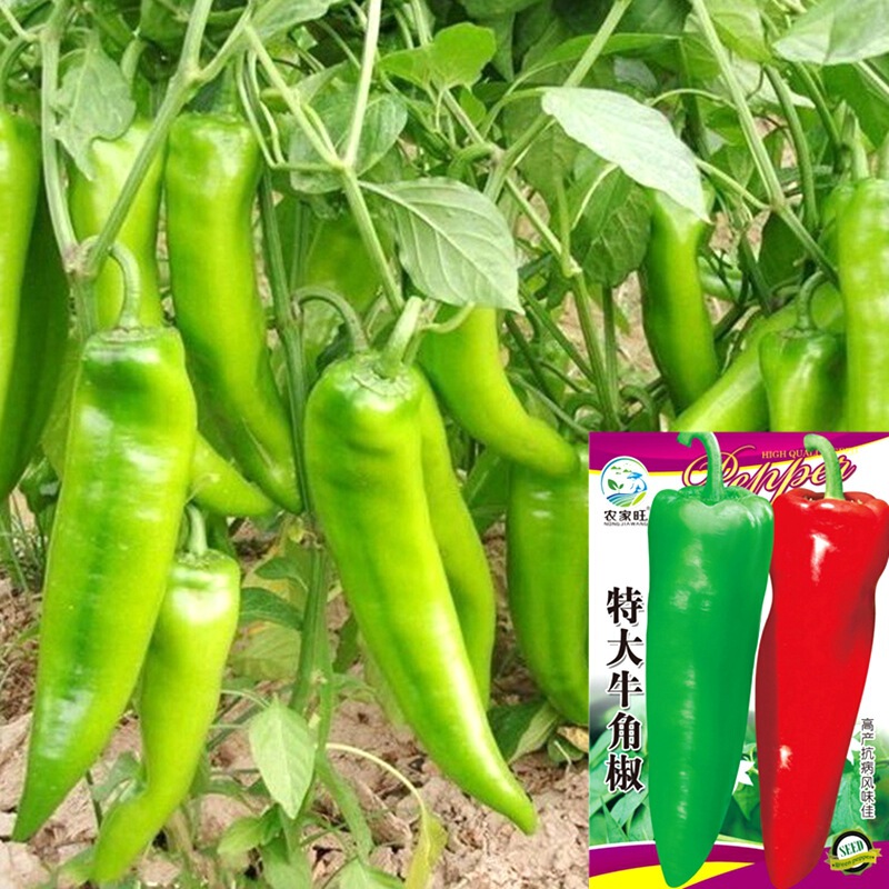 Extra-Large Horn Pepper Seeds, Large Fruit, Colorful Sweet Pepper Seeds, Sweet Pepper Seeds, Green Pepper Seeds, Chili Pepper Seeds Extra-Large Horn Pepper Seeds, Large Fruit, Colorful Sweet Pepper Seeds, Sweet Pepper Seeds, Green Pepper Seeds, Chili Pepper Seeds
