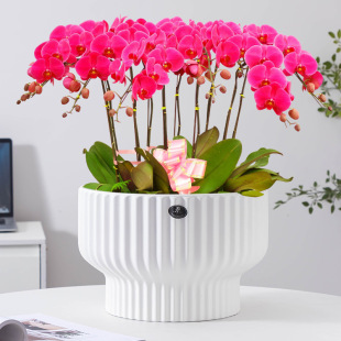 ��������m����ֲ�ﻨ�肀�Ԇ����Q�y�A�ڴ�ڏ��մ������������