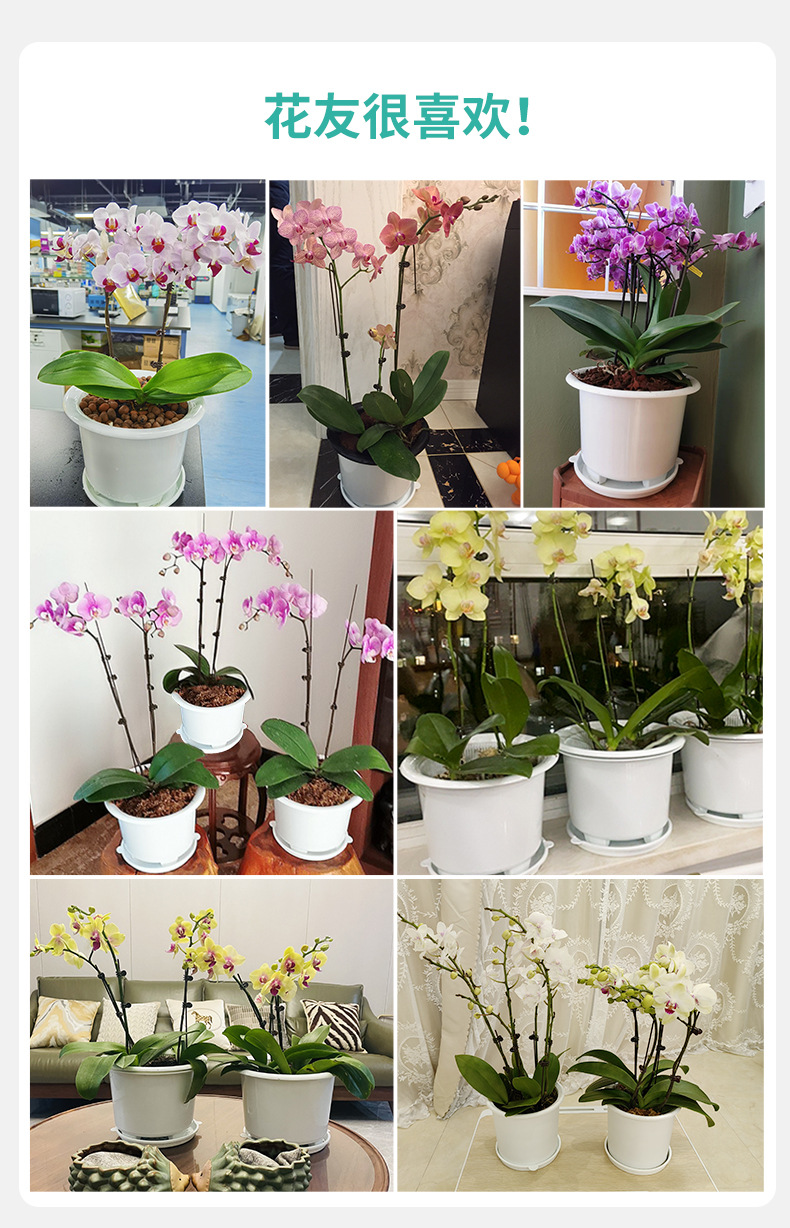 蝴蝶蘭200盆_09