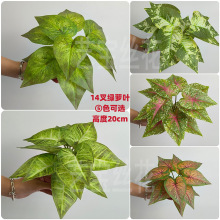 14叉綠蘿葉 彩芋葉盆栽花卉花葉芋辦公室客廳陽台觀葉綠植小盆栽