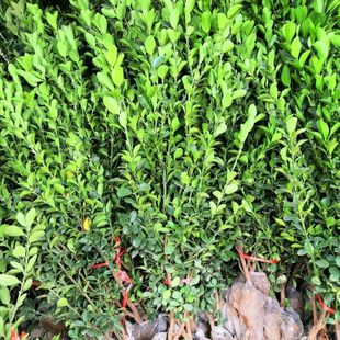 Outdoor Evergreen Wintergreen Saplings, Euonymus Balls, Ivy, Large-Leaf Boxwood Fence Seedlings, Hokkaido Boxwood, Cold-Resistant