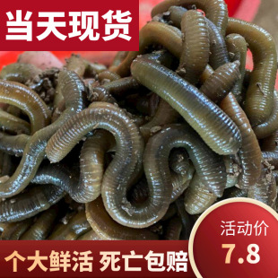 �r��������S�X������ش�����������w���Ұ���~�~�D���s