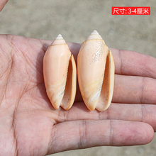 水晶榧螺天然贝壳海螺橙榧螺鱼缸造景装饰稀有收藏标本螺DIY材料