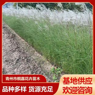 The Base Has a Large Supply of Perennial Seasonal Grass Flowers, Fine-Leafed Awns, Engineering Greening Aquatic Seedlings and Ornamental Flowers