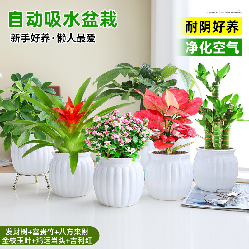 [6 화분 행운 조합] 돈나무 + 행운의 대나무 + 사방에서 오는 부 + 금가지와 옥잎 + 행운 + 상서로운 빨간색