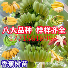 香蕉苗樹苗矮化芭蕉皇帝蕉粉蕉紅香蕉南方四季抗寒可盆栽當年結果