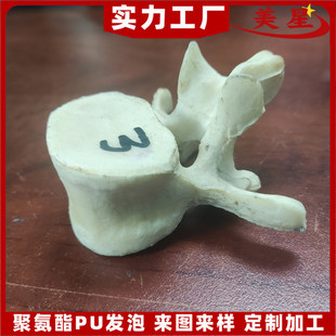 Simulation of Human Spine Thoracic Spine Model Experiment Spine Bone Adult Model for Lecture Teaching